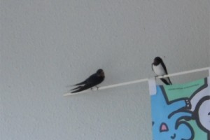 DSC07108