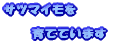 �T�c�}�C����  �@�@�@��ĂĂ��܂� 